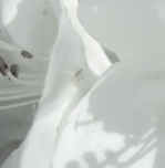 Lilies I:  Mural Installation (pdf)